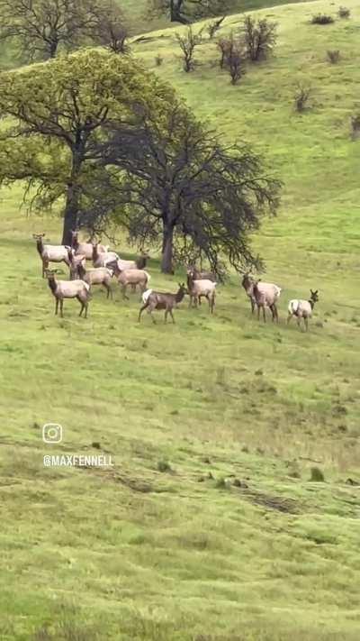 Wild elk adopt runaway donkey (more story in comments) 