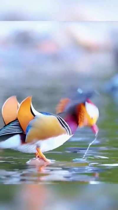 Beautiful Bird