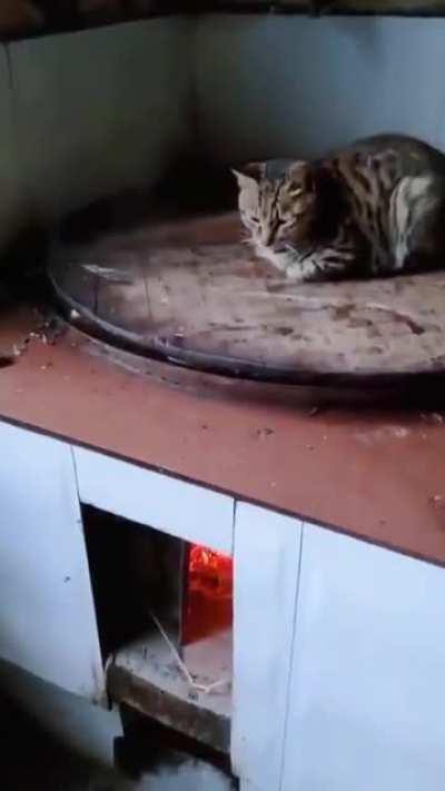 Cook your cat over low fire