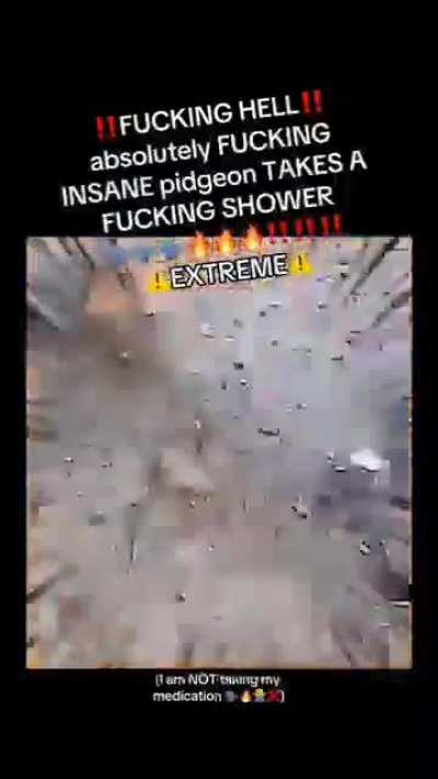 Where should I post this insane fucking pidgeon?