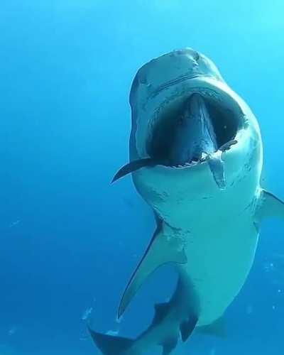shark shows off its catch...