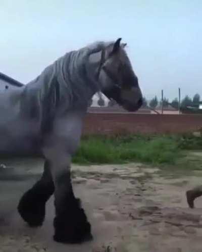 Hugeboye prancing his troubles away