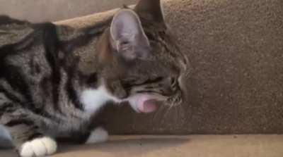 pOoR cAt canNoT eVEr EaT agAIn AnD sTarVES To DEaTh