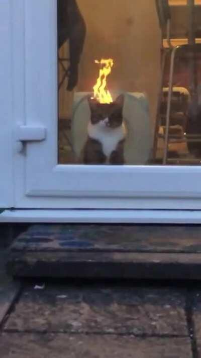 Котик из преисподней