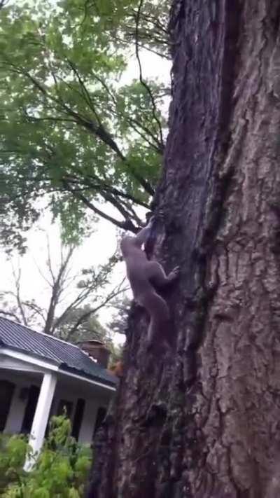 Squirrel took a bit more time