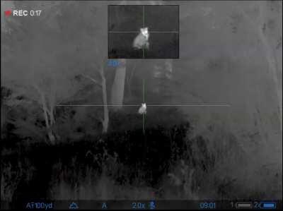 Possum shot with a Tikka 223 recorded on the thermal scope in NZ