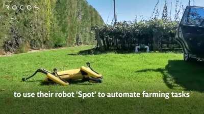 Робот пасёт овец и делает инспекции фруктовых садов