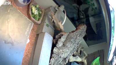 Why is he had bobbing at absolutely nothing