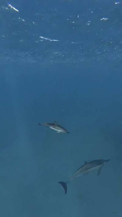 🔥 Baby dolphin gets the zoomies! 🐬