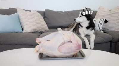 Leaving a husky alone with a giant raw turkey