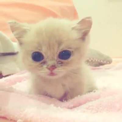 Smol boii ain't afraid of no video