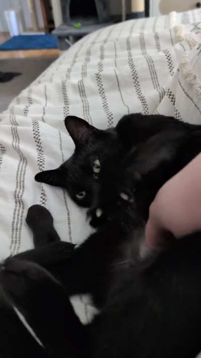 All the happy air kneading from Babs 🖤