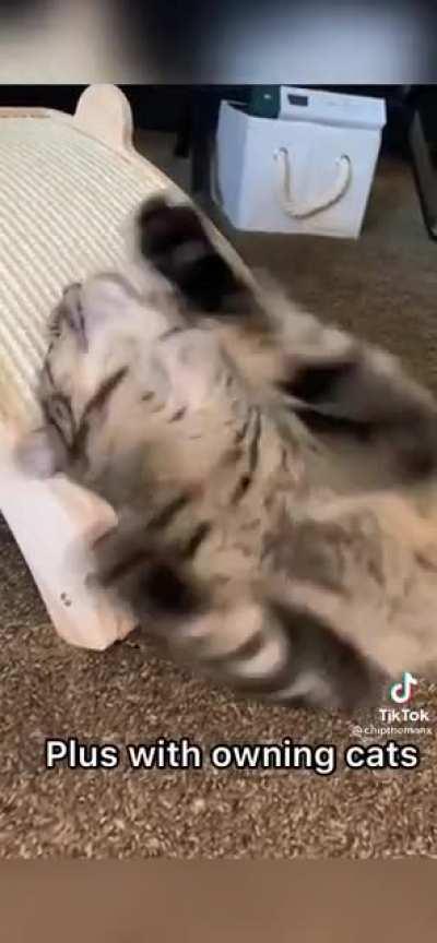 Pretty accurate representation of owning a cat