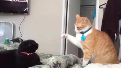 They were Kung-Fu Fighting