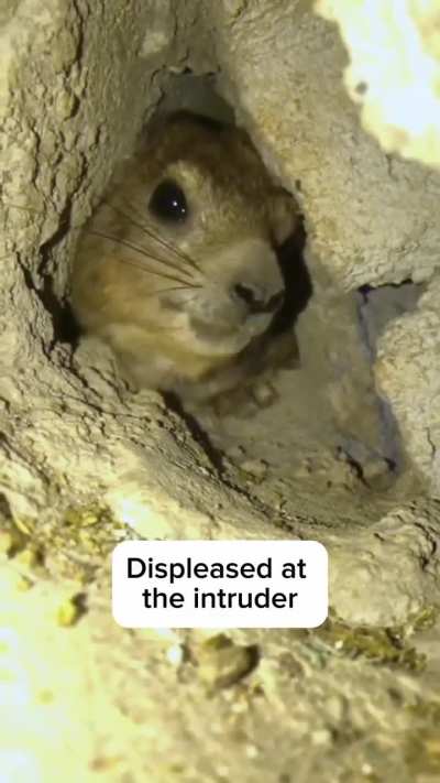 Don't disturb my little guy 