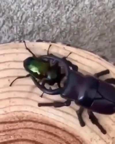 PAUL THE UNDEFEATABLE