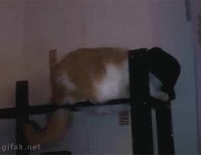 For those who want to download