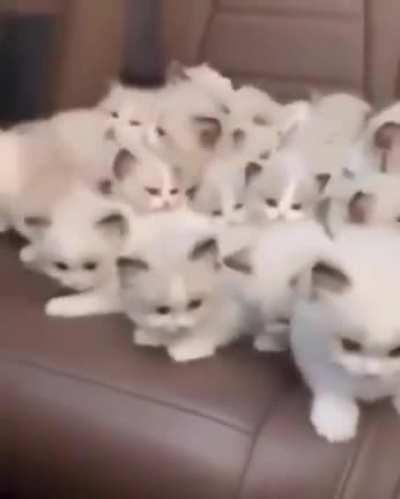 The more the happier