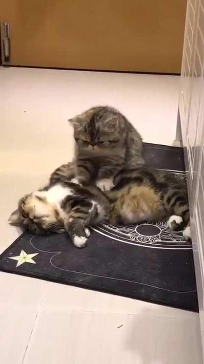 kitty in a relationship before me