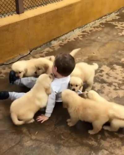 Puppies Play With Little Kid