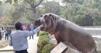 Zoo Security Guard risks his life to save unalarmed visitors from a hippo