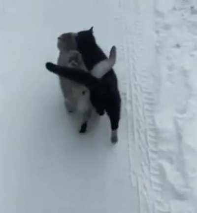 The black cat is blind so these two never leave each other’s sight