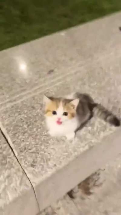 Bro is being catnapped!!