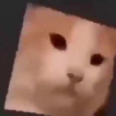 HAHER CAT FUNI 😳😳😳