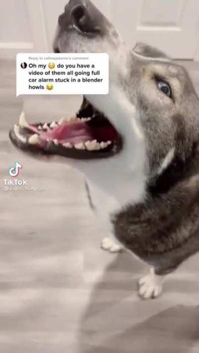 That dog became a car alarm