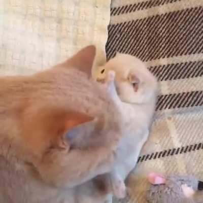 Kitten don’t wanna get groomed