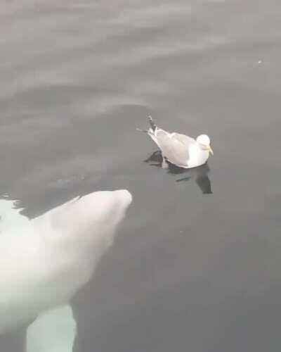 Beluga has fun with a seagull