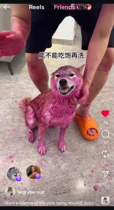 The animals are being mistreated