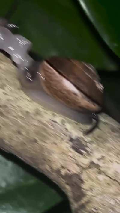 🔥This is the montane tail-wagger snail of South Africa. There is very little known about them. It is thought they wag their tail to attract a mate