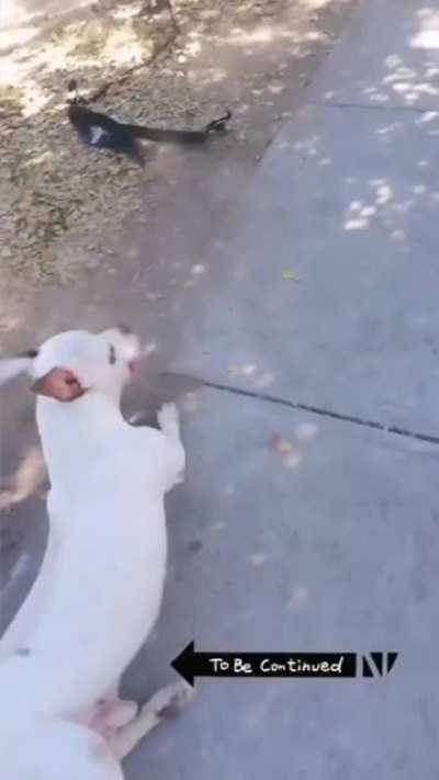 Never trust a leash to contain a Pitbull