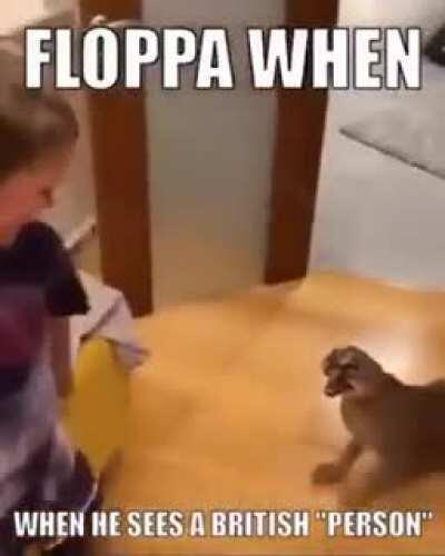 floppa hates brits