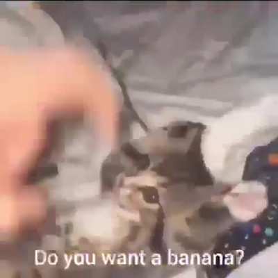 Banan catto