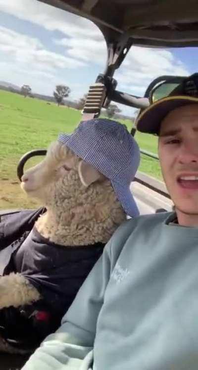 If you’ve seen a sheep with his hat on backwards driving a golf cart today just keep on scrolling...