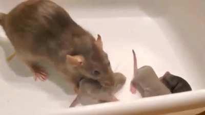 Mother rat shows her babies