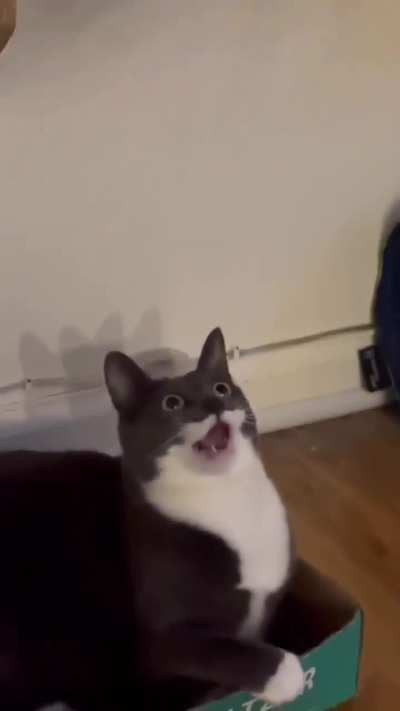 The eyes, Chico, they never lie.