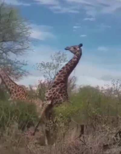 Giraffe Wants A Piece of That...