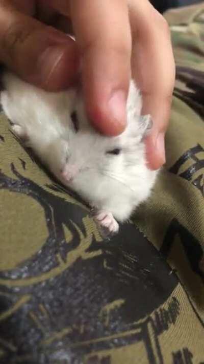 Chubber Butt was so happy with the snuggles that he started bruxing.