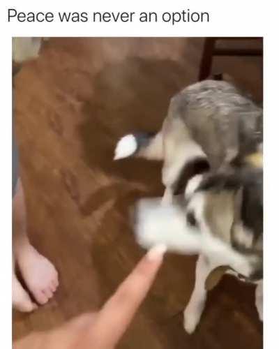 Reverse the food chain