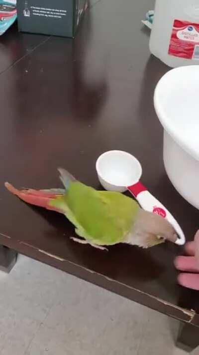 Pepper takes his job as Kitchen Assistant very seriously.