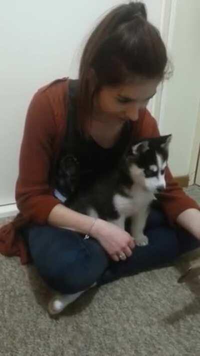 Siberian Husky puppy howling