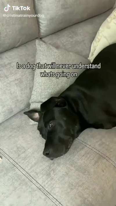 I dont know why I feel like I cheated on my dog after haha @cristinatrainyourdog