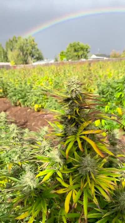 Harvest Season Rainbow Over Puff Pastries