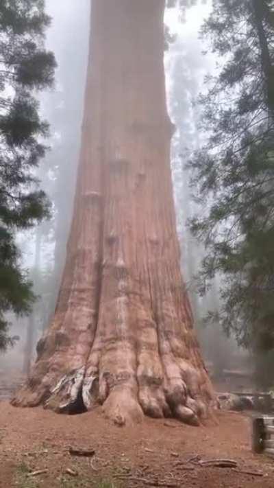 The world’s largest tree. Meet General Sherman
