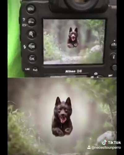 Photo proving how much the dog likes to run: