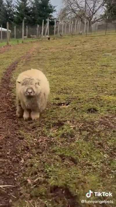 I WANT A PET SHEEP NOW