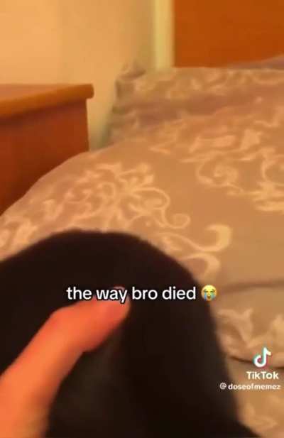 mod post (don’t worry the creature don have vertbraiy after this)